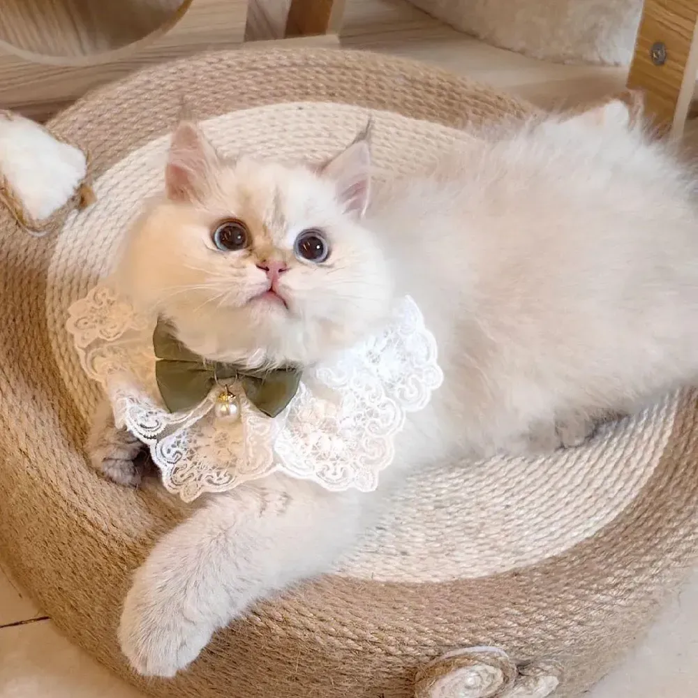 Knitting Pattern Cat Bandana Knitting Pattern Cat Bandana