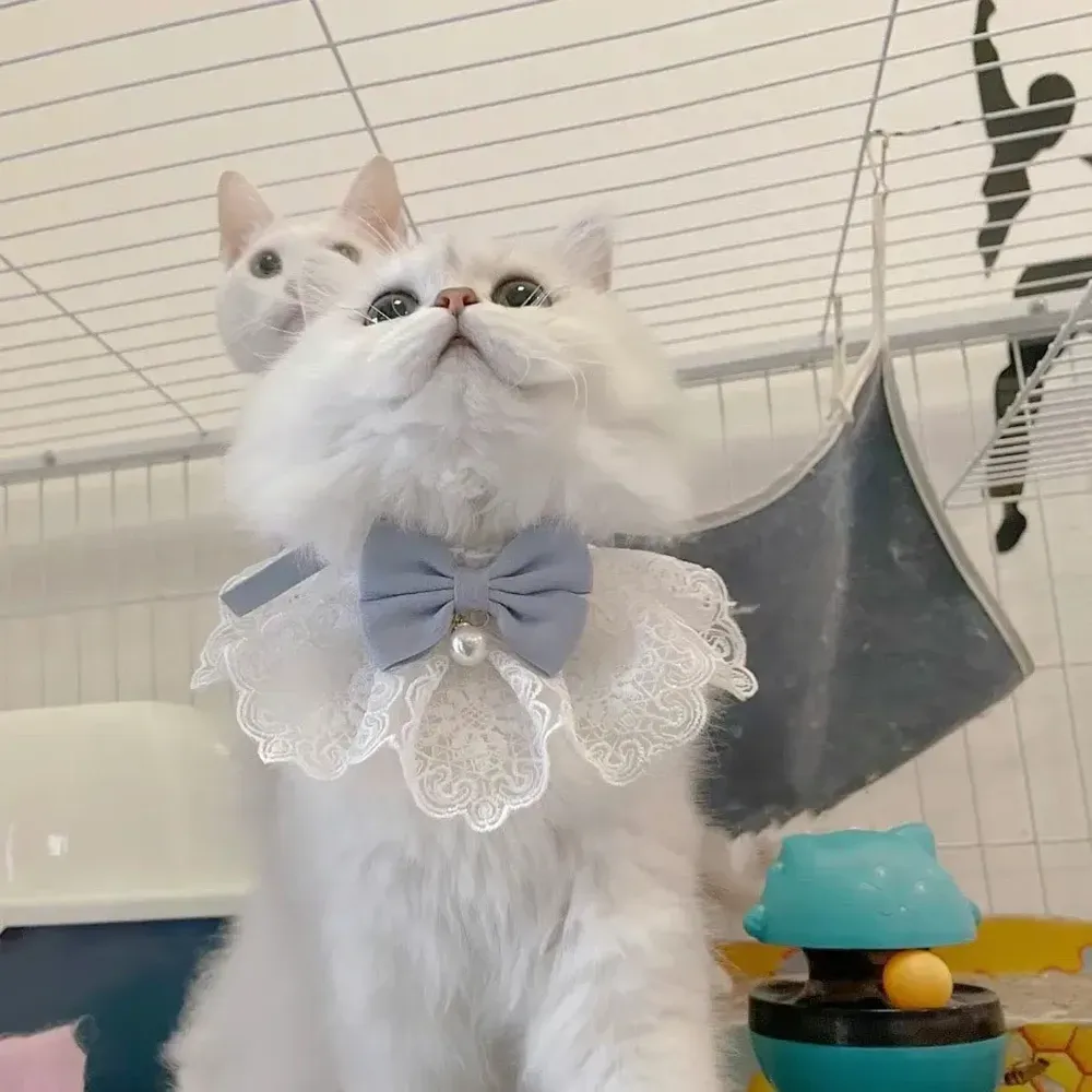 cute knitting cat bandana cute knitting cat bandana