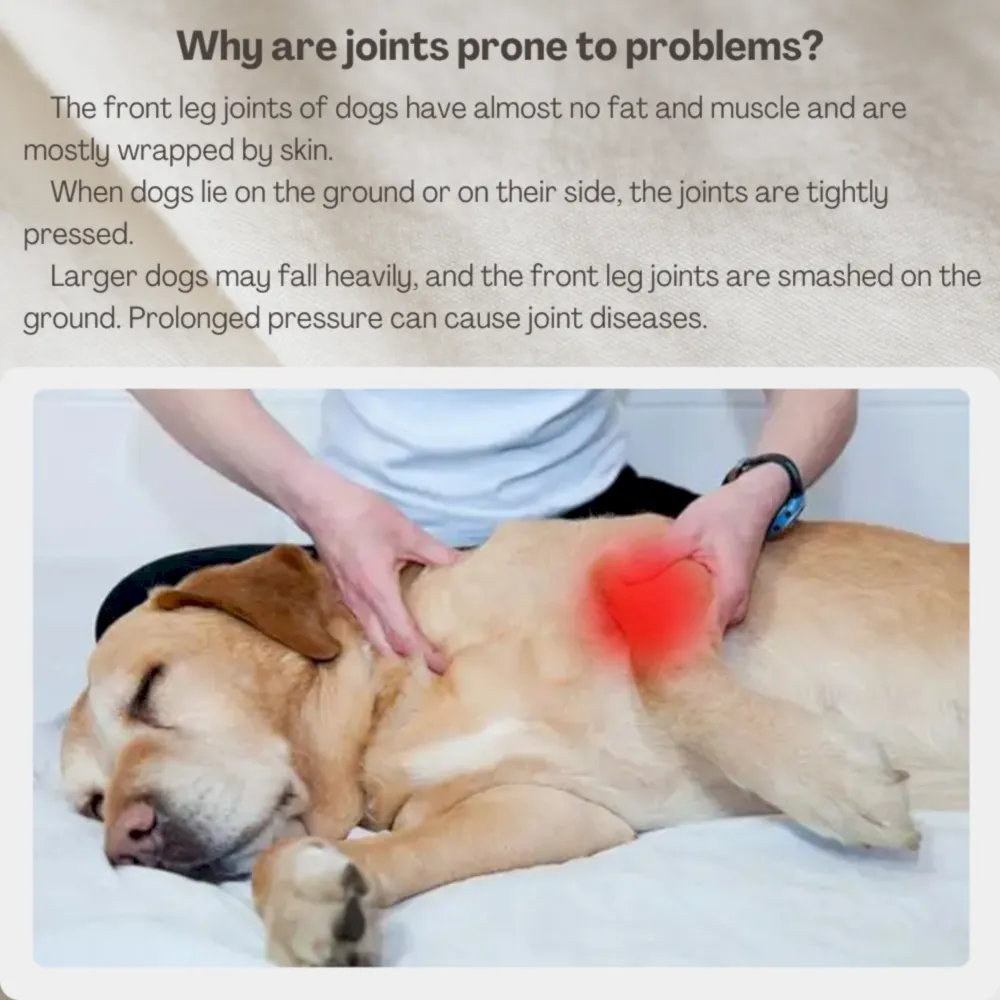dog protective suit