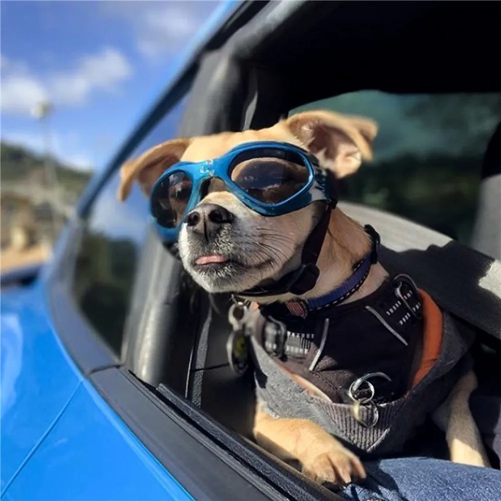 UV-protective glasses for dogs.