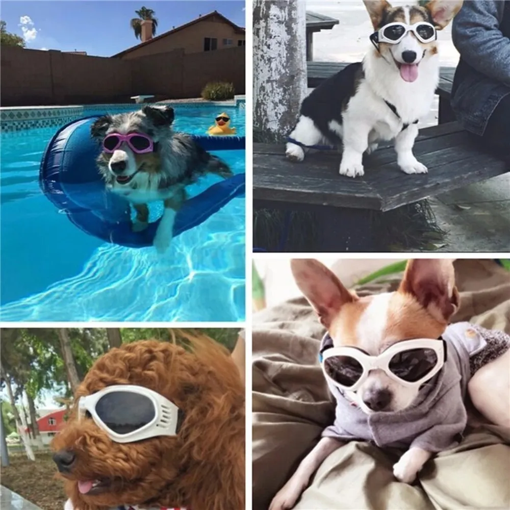 Stylish dog sunglasses for outdoor adventures.