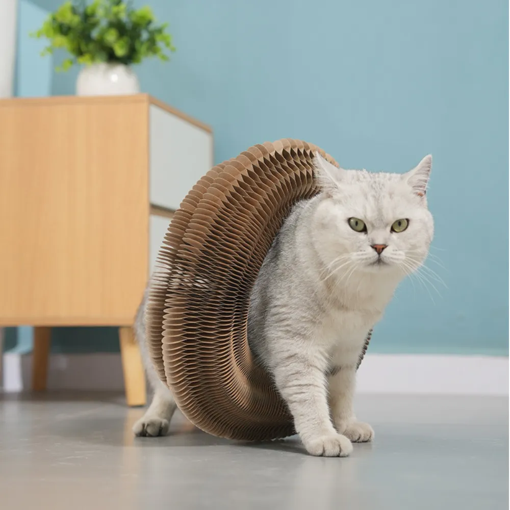 Self-play cat scratching board.