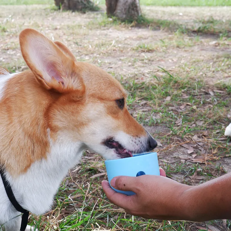 dog food puzzle toys