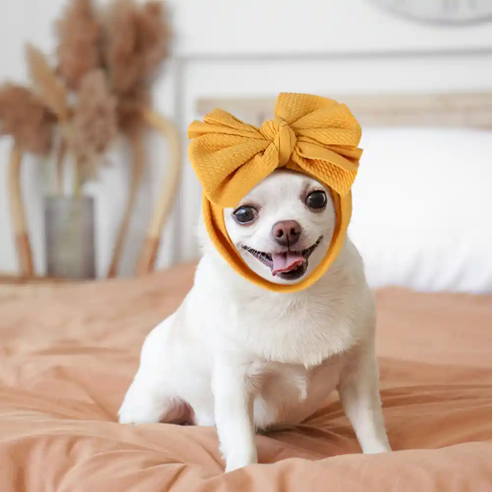 Pet Bow Headband Wholesaler