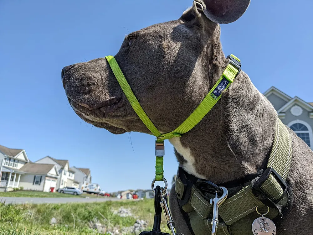 Outdoor Adjustable Strape Dog Muzzle