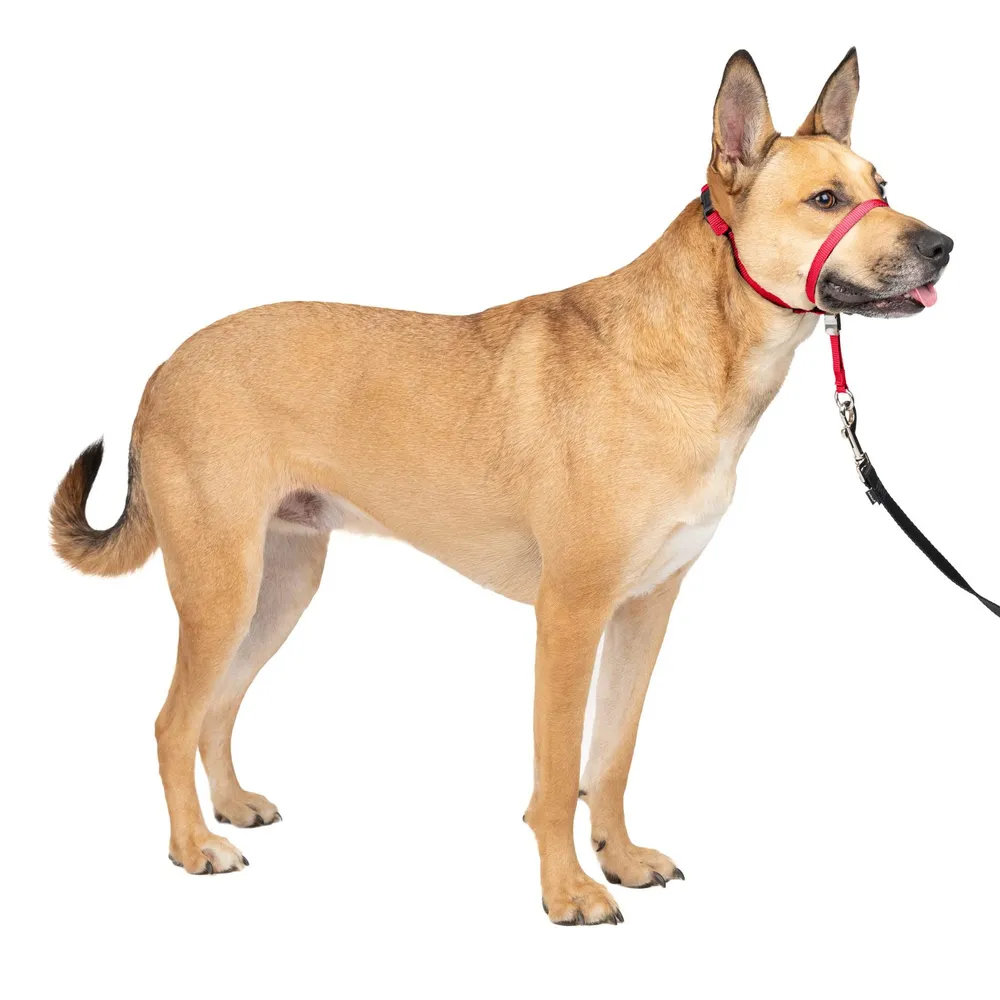 Outdoor Adjustable Strape Dog Muzzle