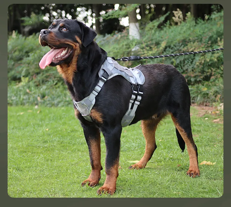 Comfortable Oxford Harness for Dogs