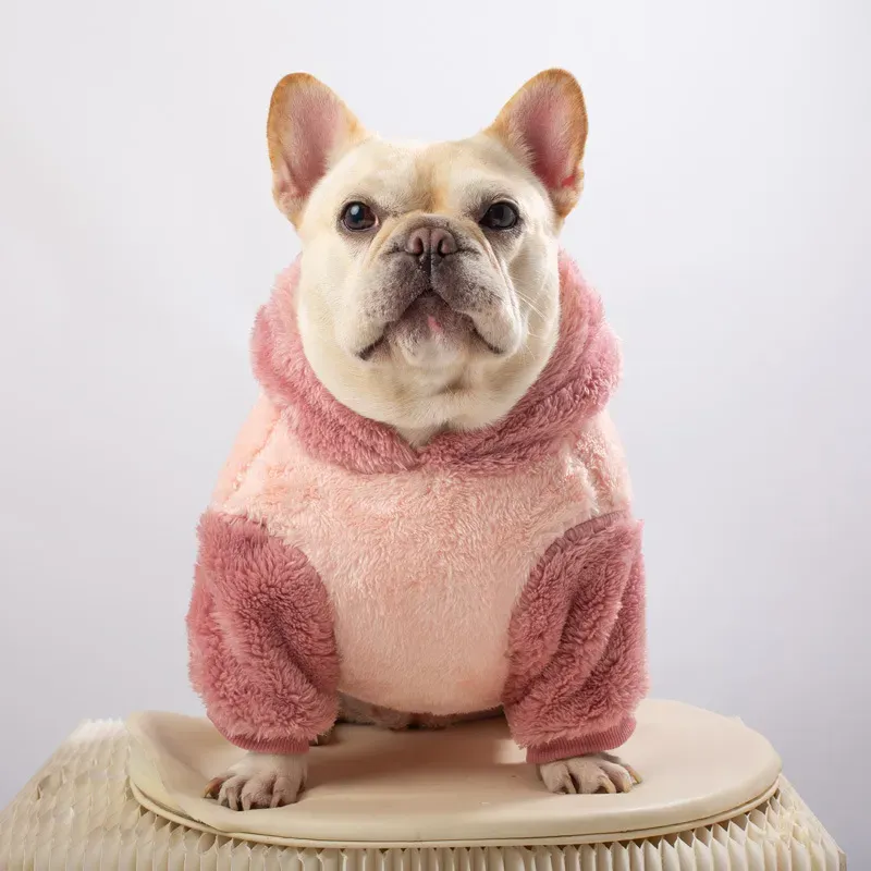 dog cute clothes