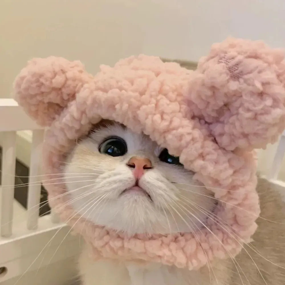 Great New Cat Hat