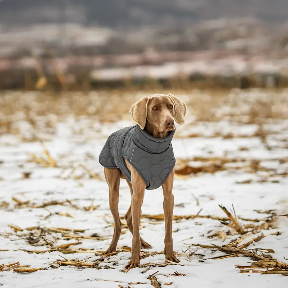 outdoor dog jacket wholesale