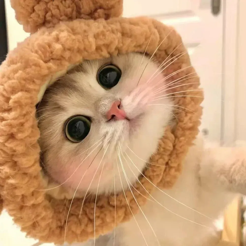 Cat Hat Brown