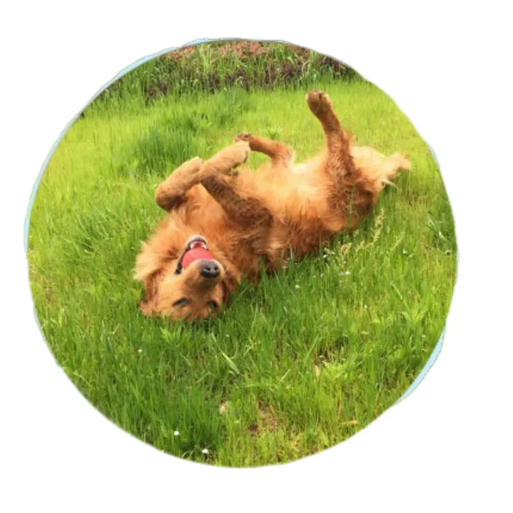 Quality Dog Ball Toy Quality Dog Ball Toy