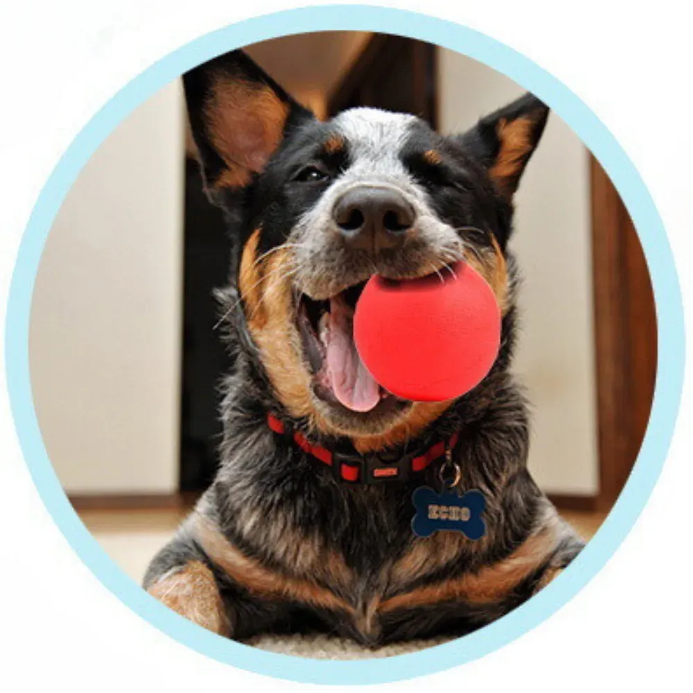 New Dog Ball Toy New Dog Ball Toy