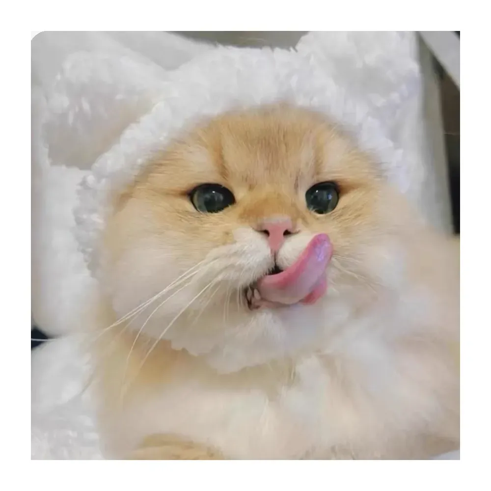 Cat Hat White