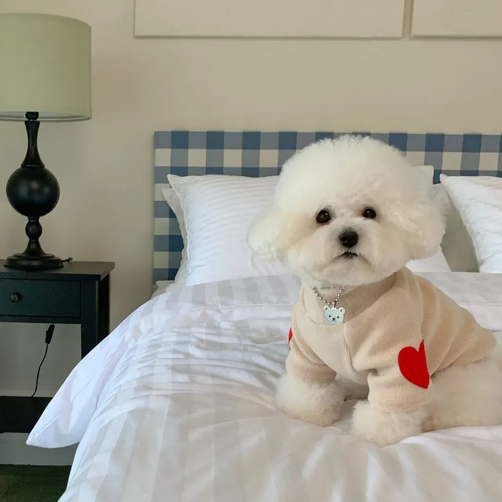 Bichon dog apparel wholesale
