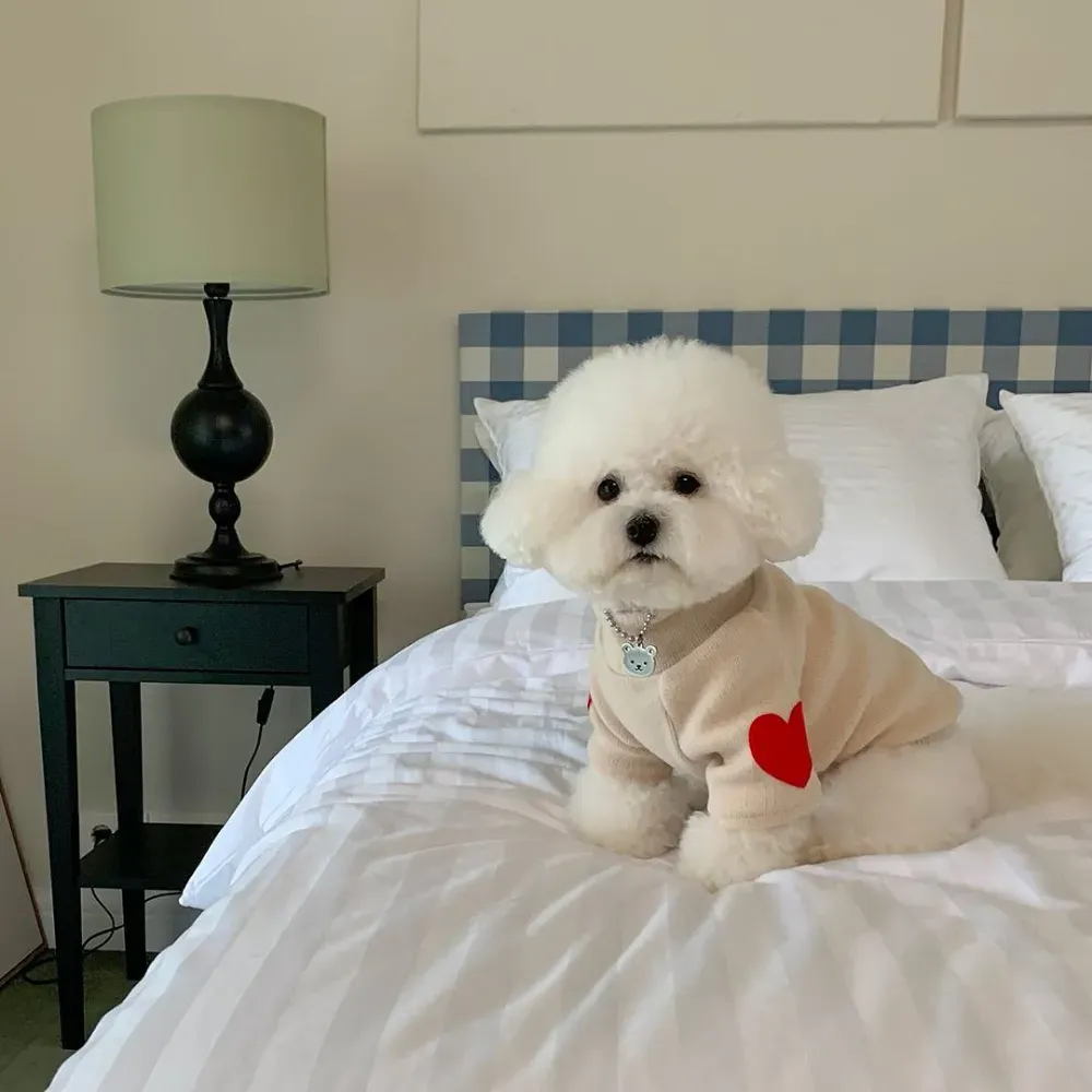 High quality small dog winter clothes