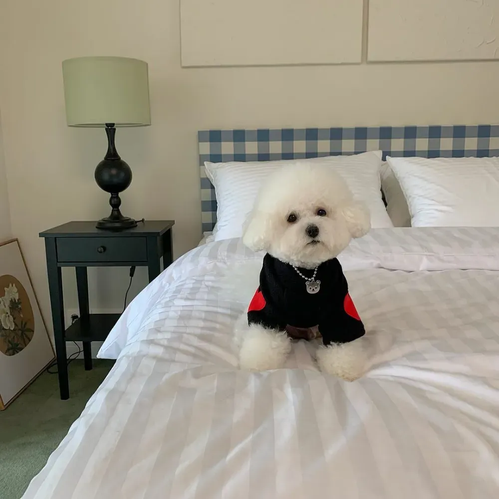 Yorkie dog clothing wholesale
