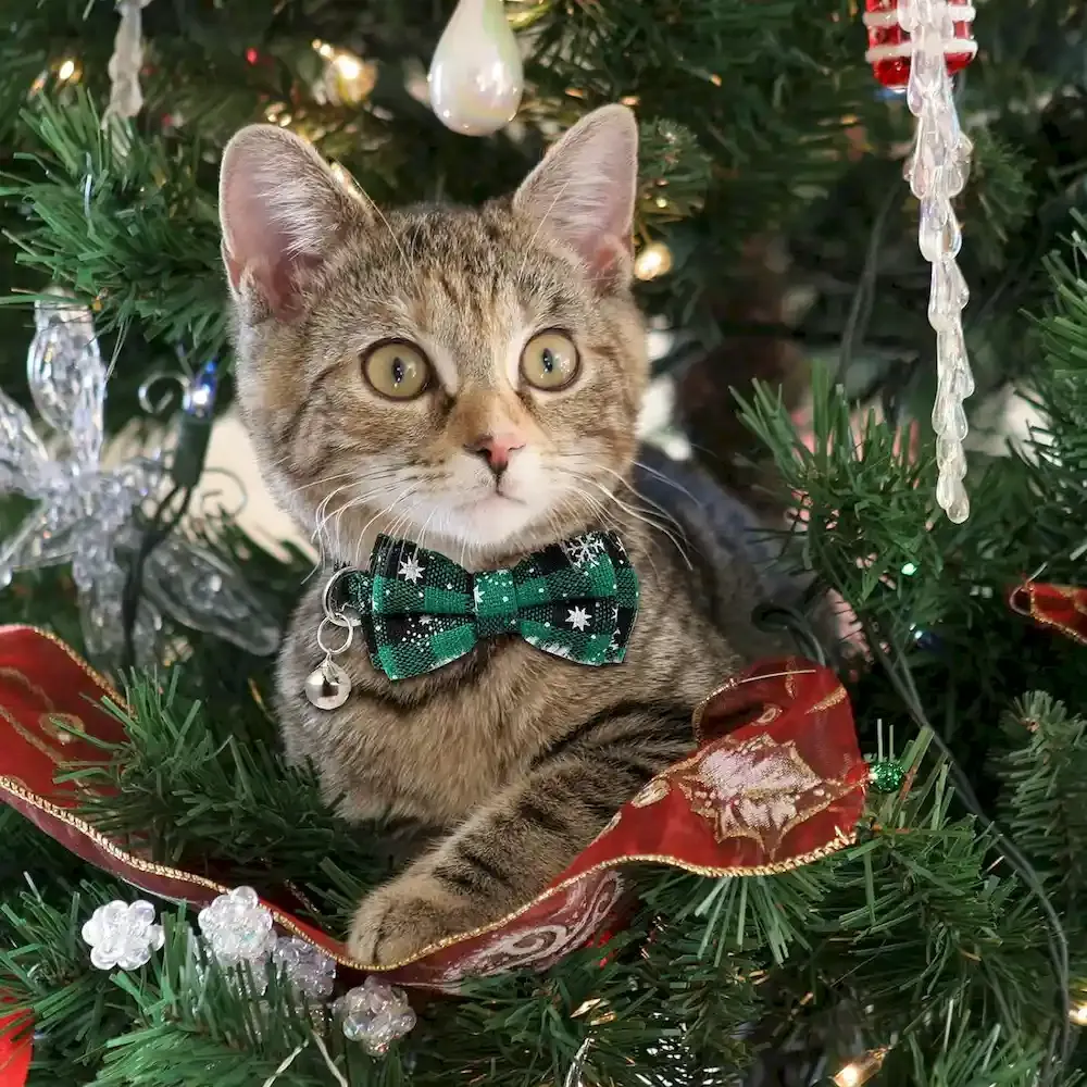 Christmas Cat Collar
