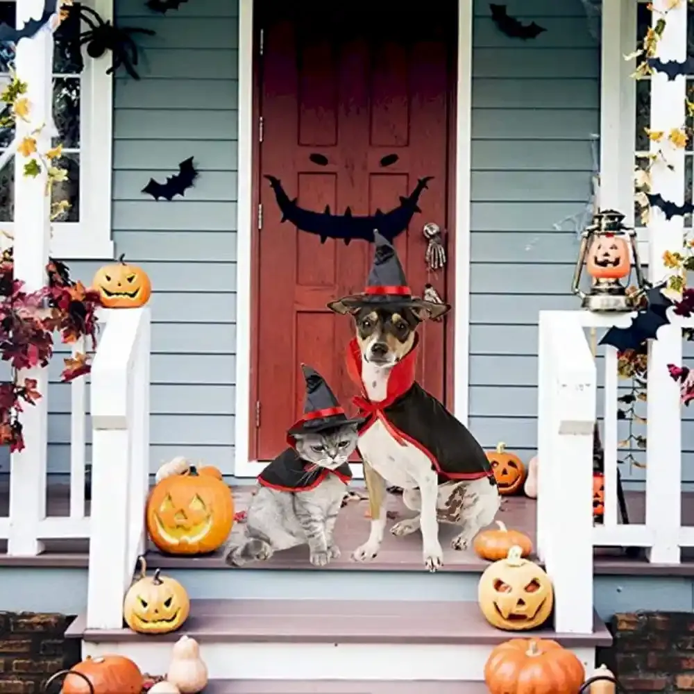 Pet Halloween Costumes Provider Pet Halloween Costumes Provider