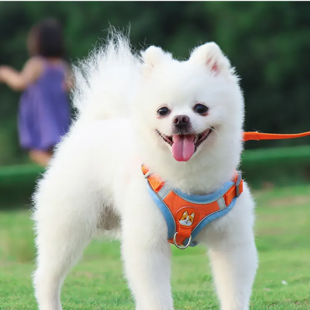 Wholesale Dog Harness Leash Set
