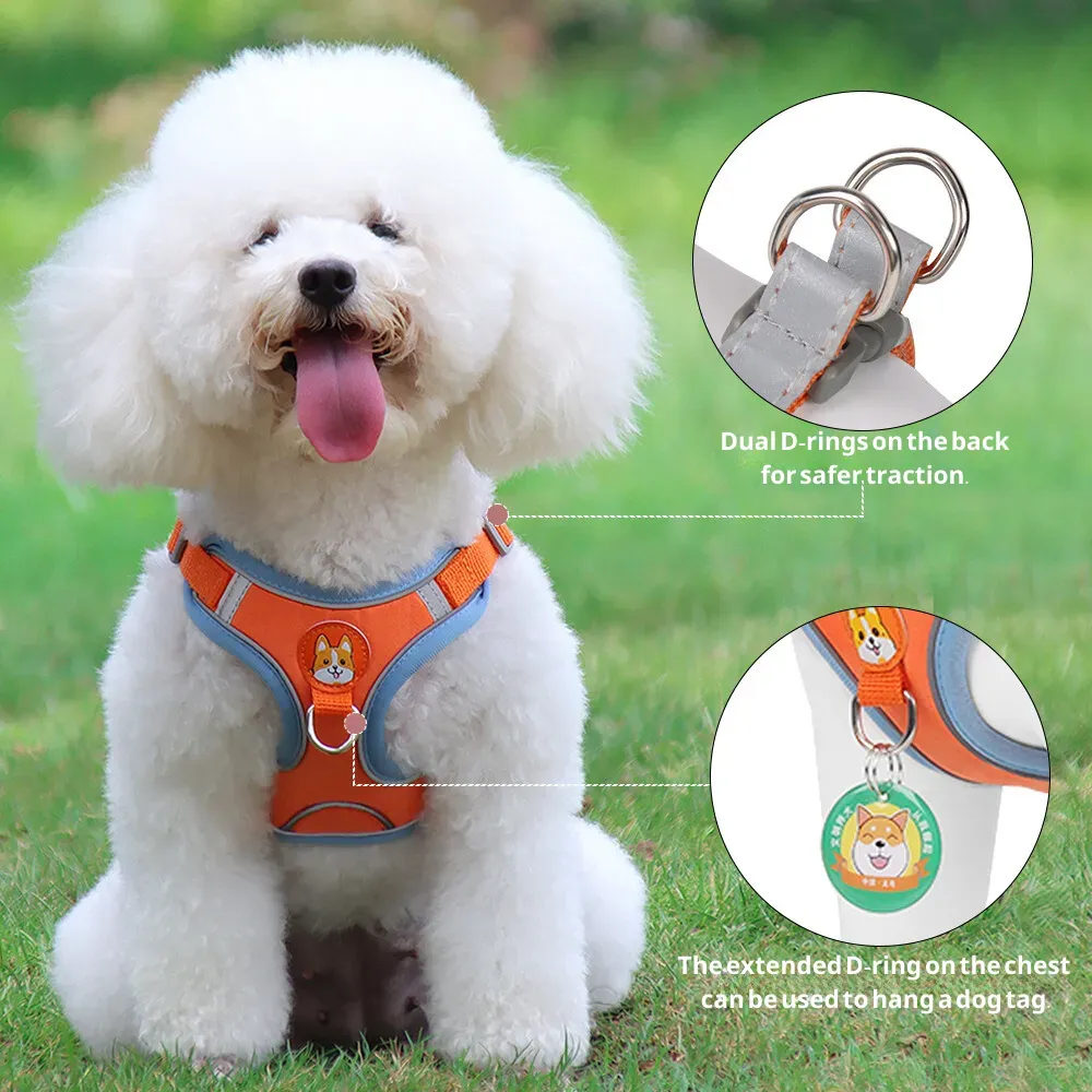 Quality Great New Harness Leash Set