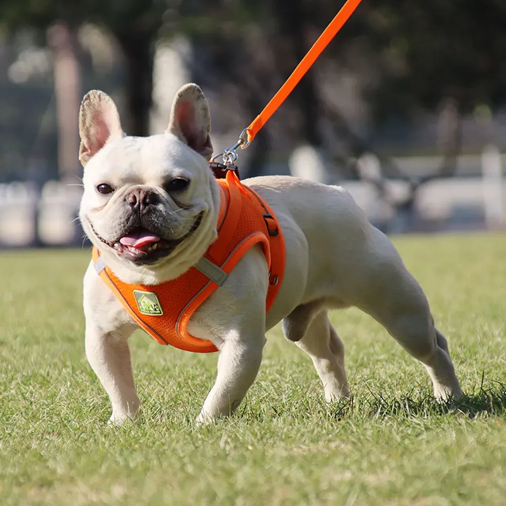 Versatile for All Seasons: Ideal for year-round use, this harness is designed to provide comfort in every season, keeping pets safe and secure while remaining lightweight and breathable.
