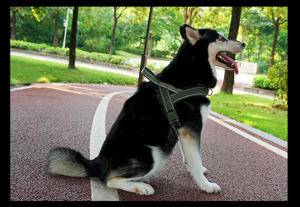 Stable Wide Elastic Dog Car Leash