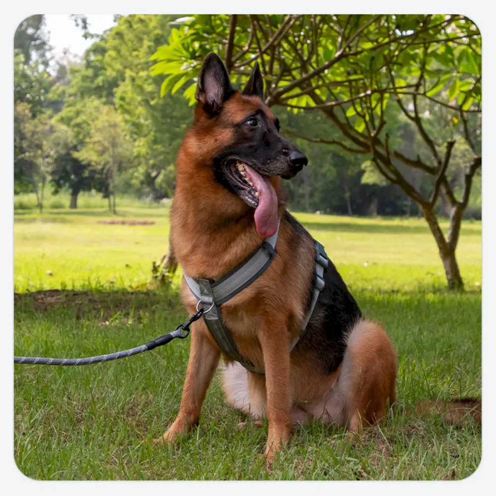 Safe Adjustable Dog Harness and Leash, Anti-Pull