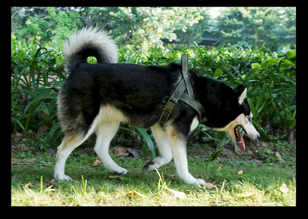 Ergonomic Elastic Adjustable Dog Car Leash