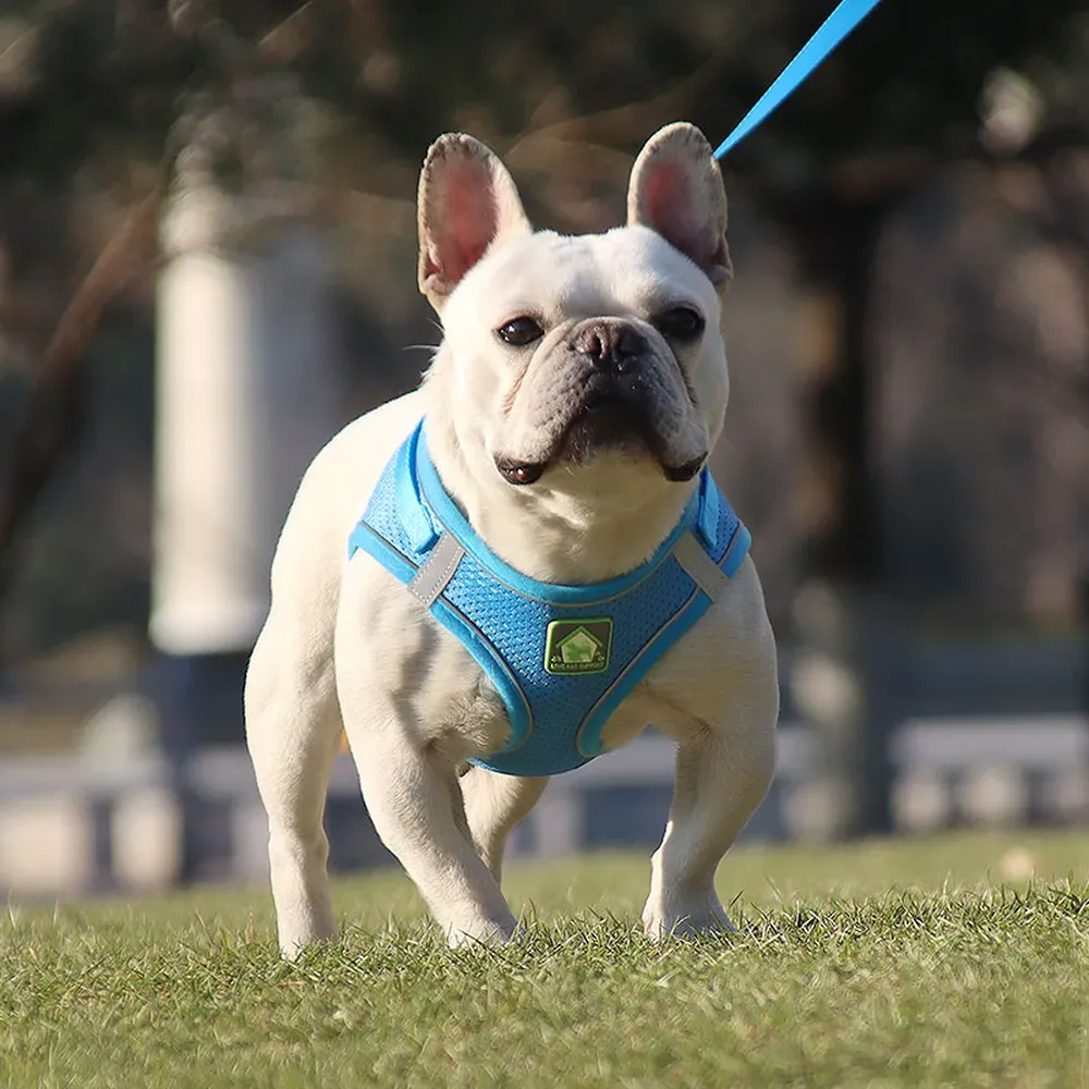 Perfect for Active Pets: Whether for regular walks, hikes, or outdoor adventures, this harness offers comfort and durability, making it suitable for energetic pets.