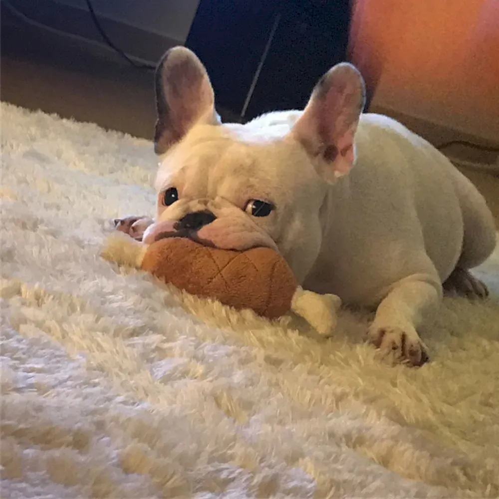 pet plush toys wholesale