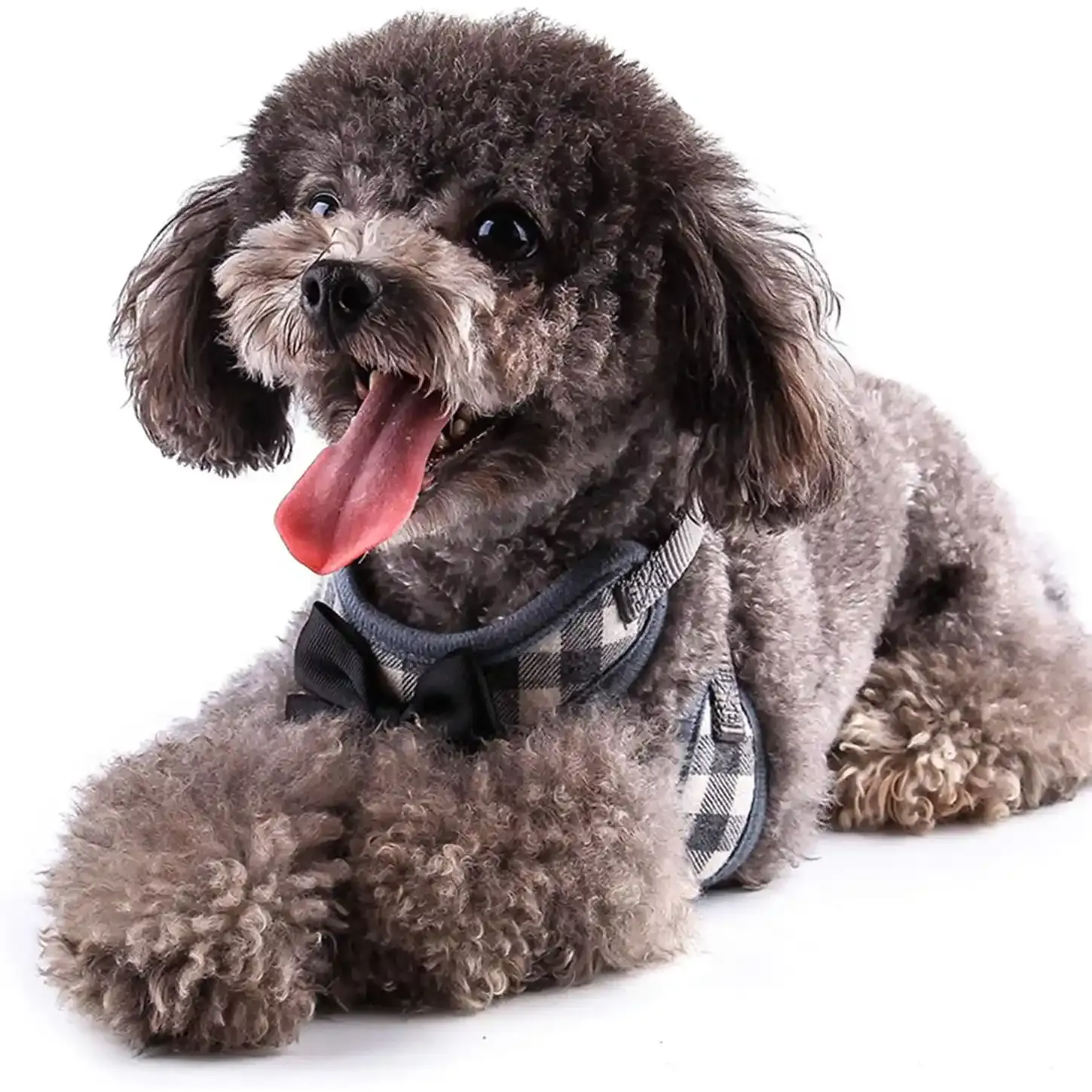 Small Dog Harness and Leash Wholesaler