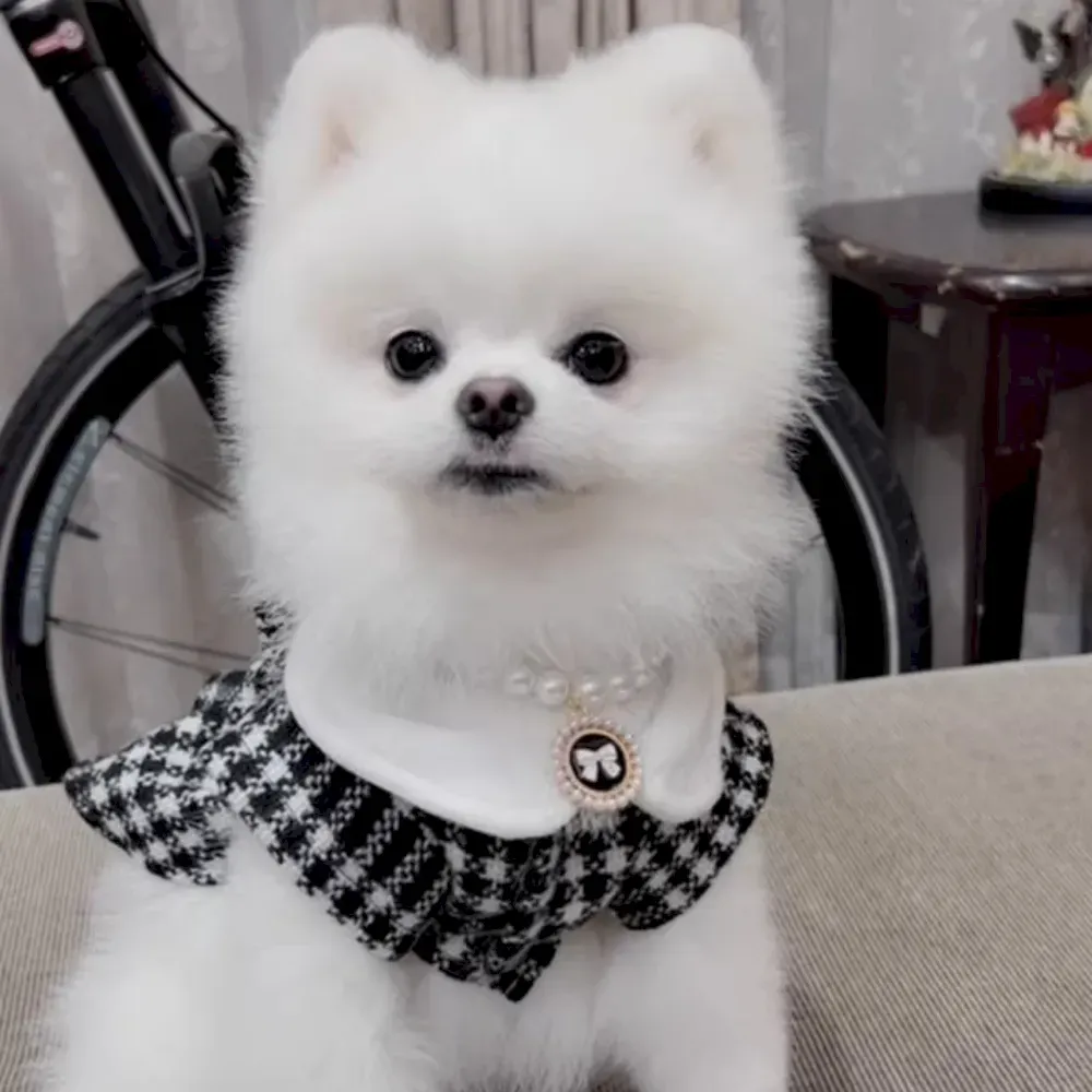 Trendy dog fashion