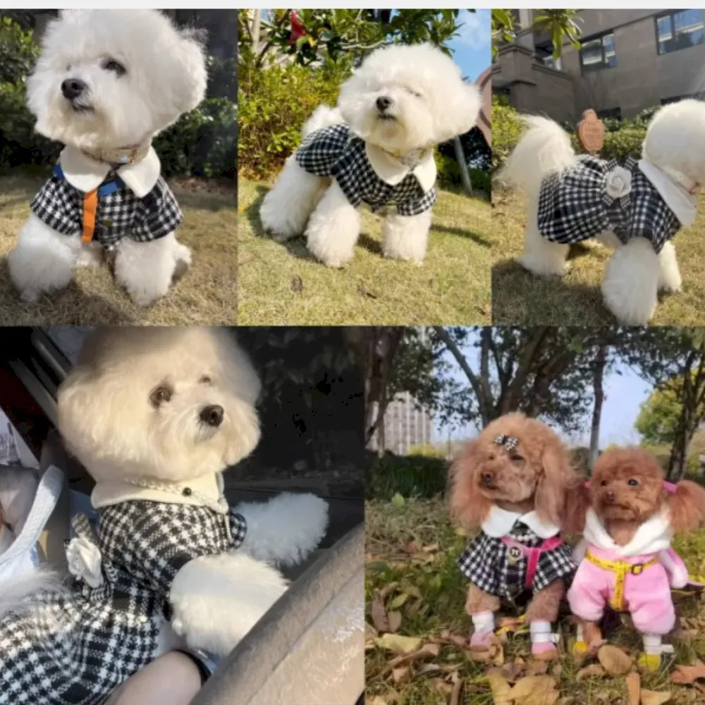 Bichon dog coat