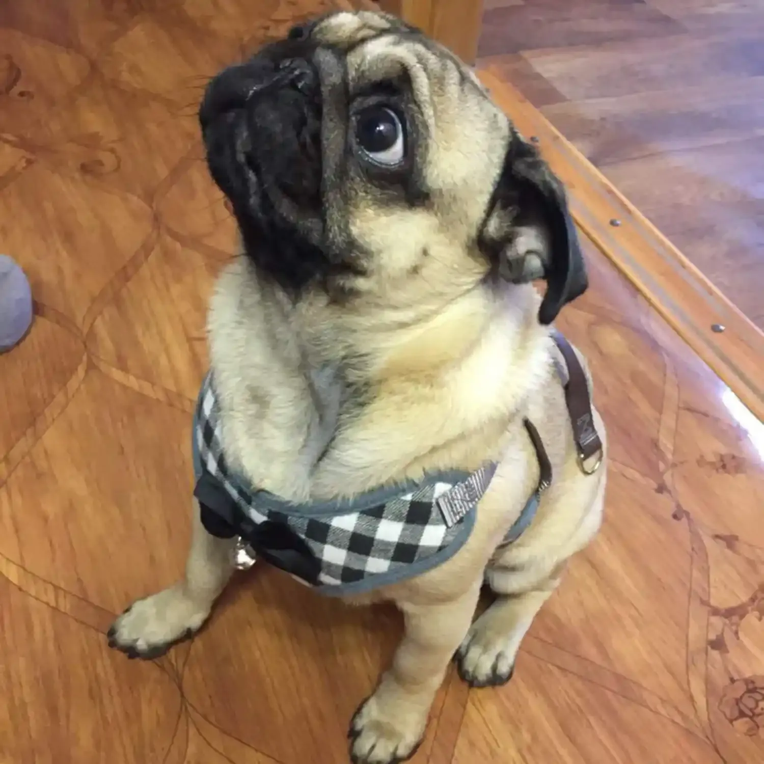 Small Dog Harness and Leash Providers