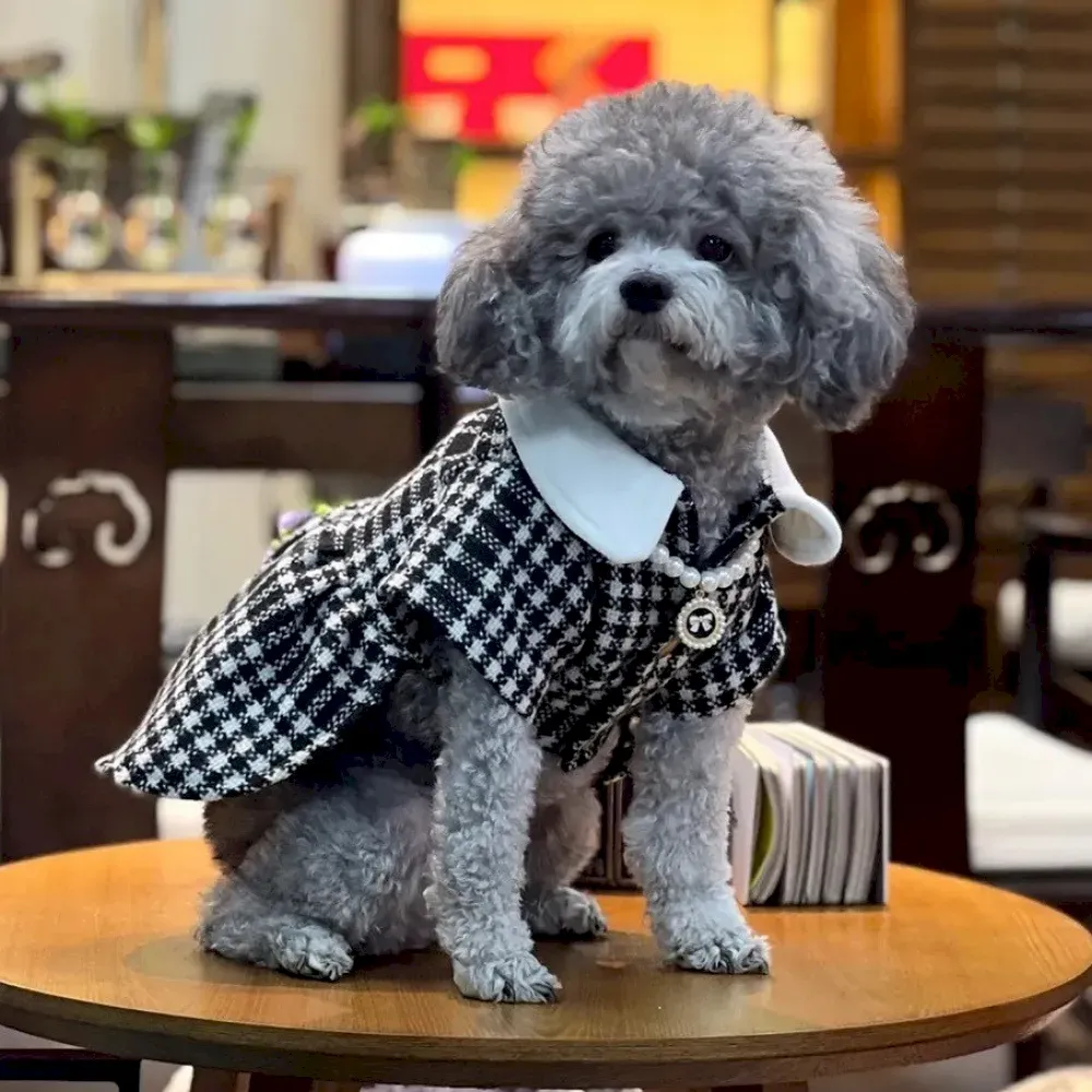 Pomeranian dog coat