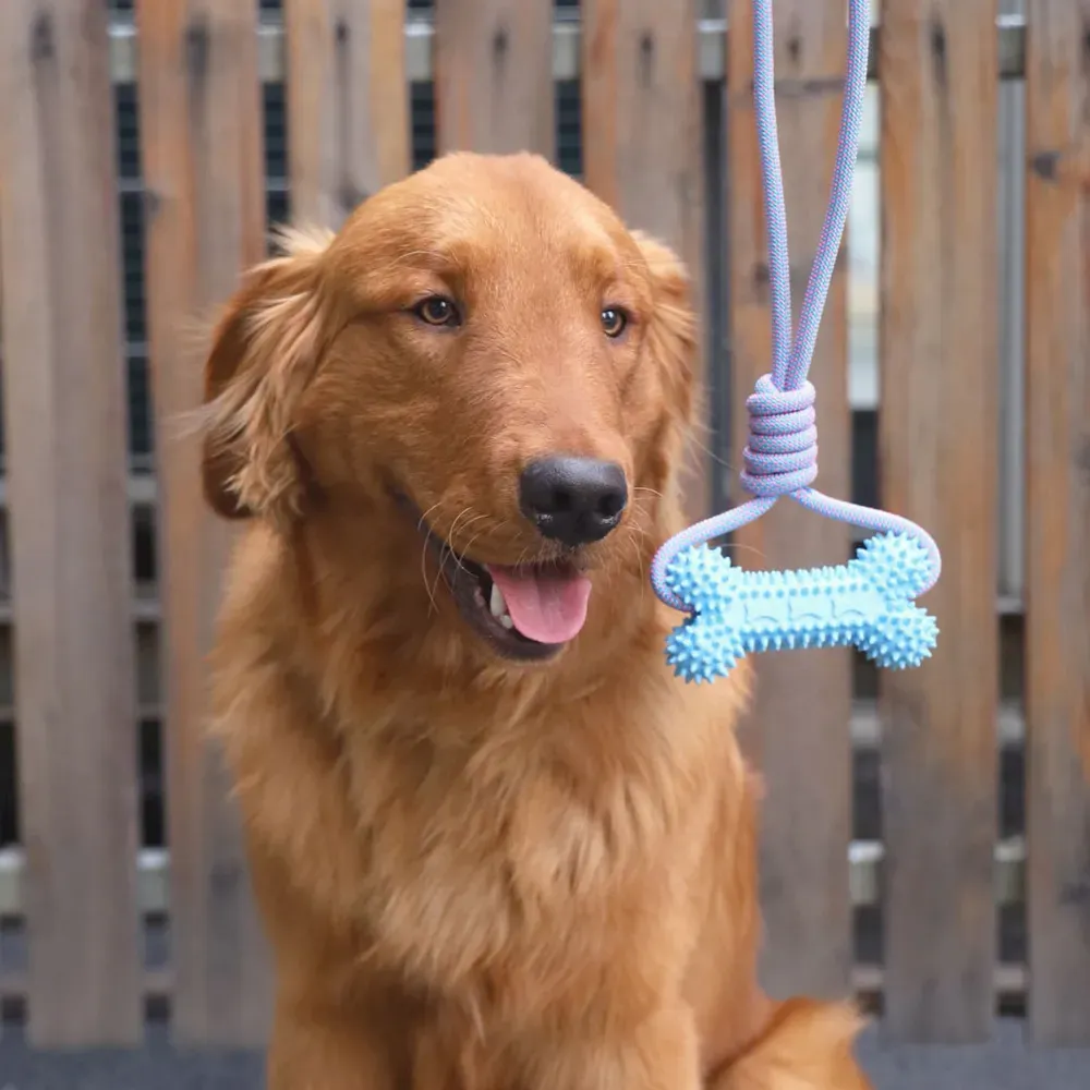 Dog dental toys
