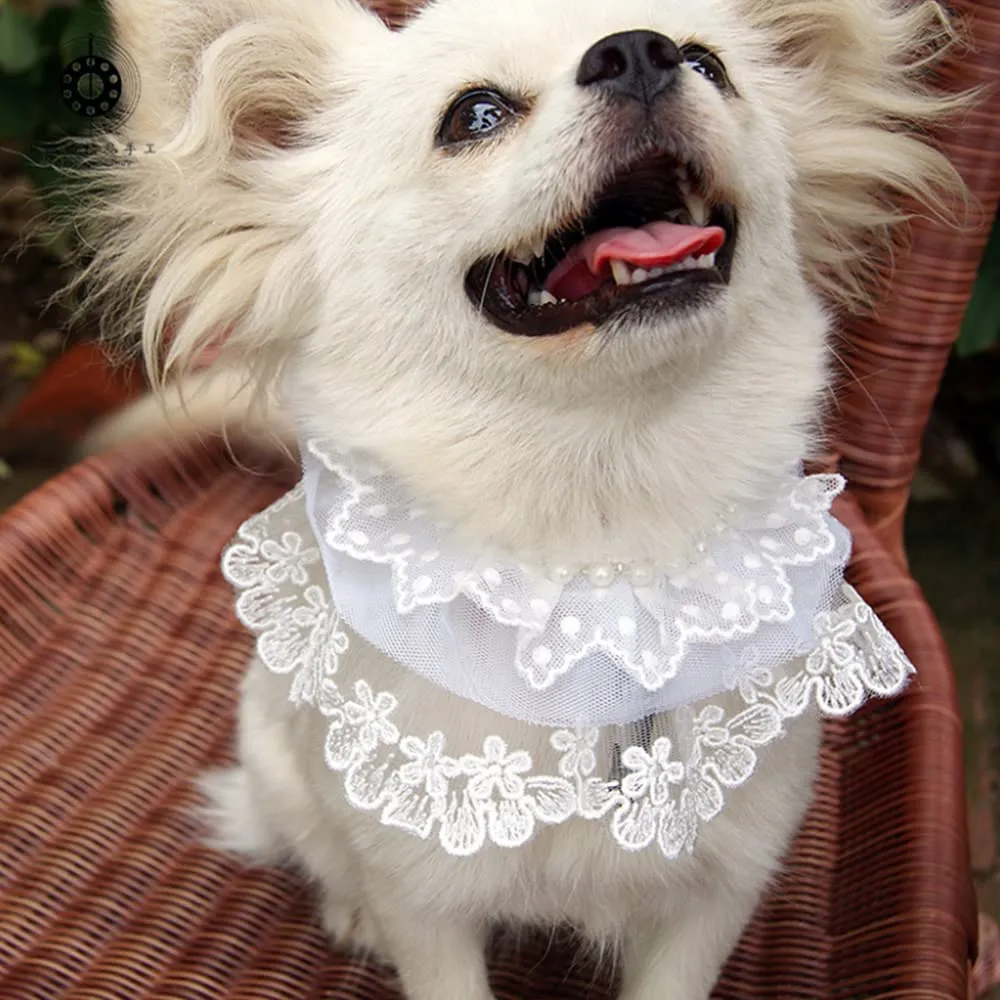 Firework Pattern White Lace Pet Collar