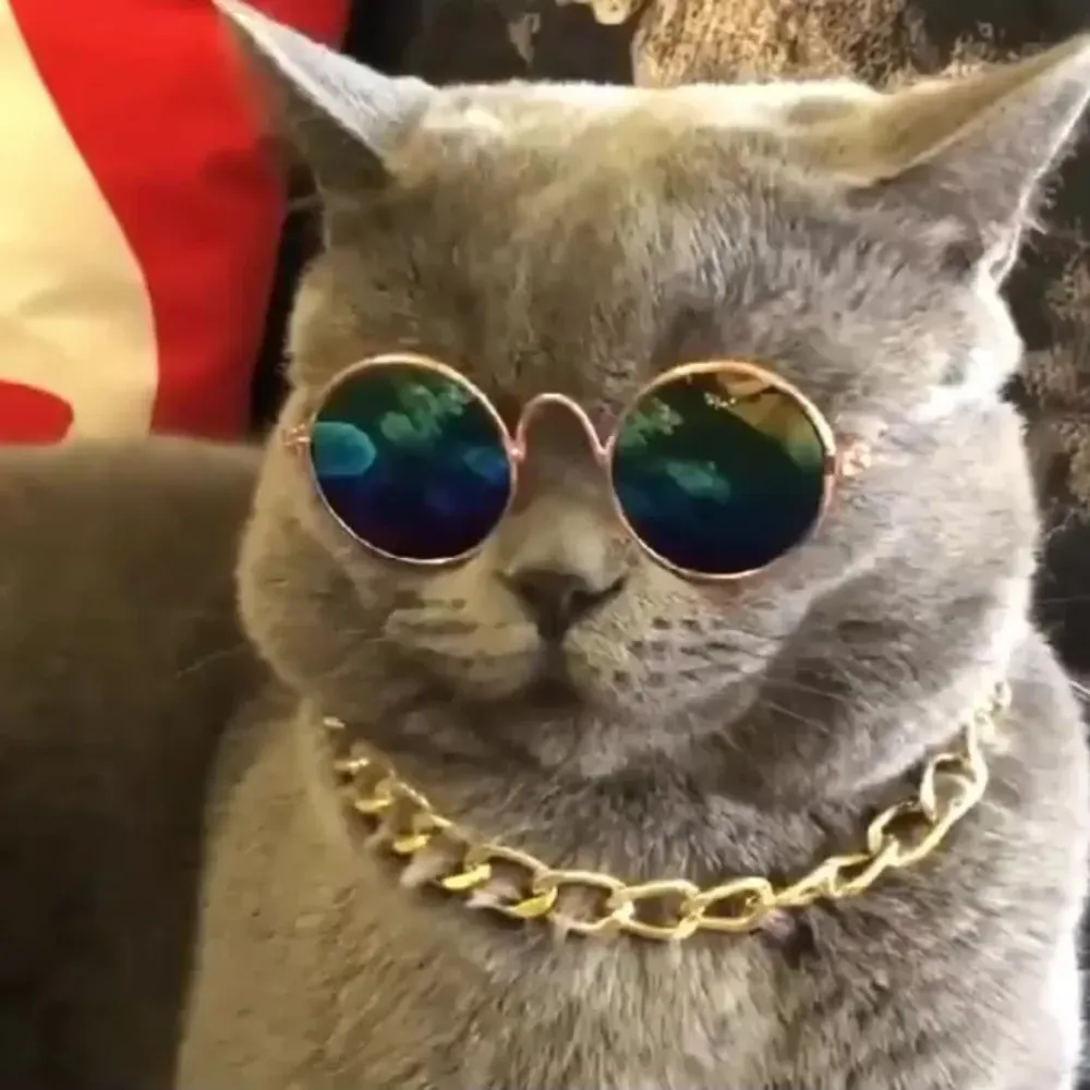 Hot Cute Cats Costumes Glasses