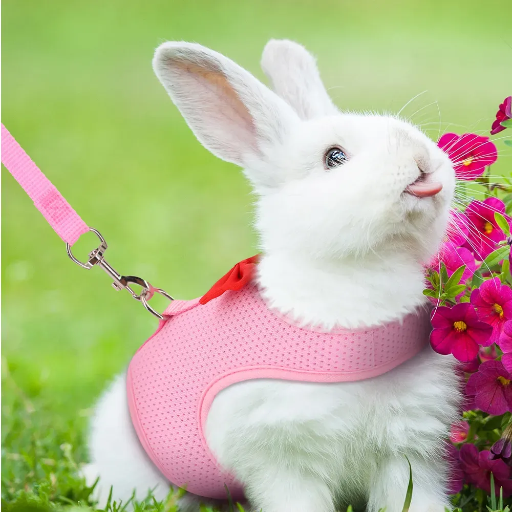 Rabbit Harness and Leash 