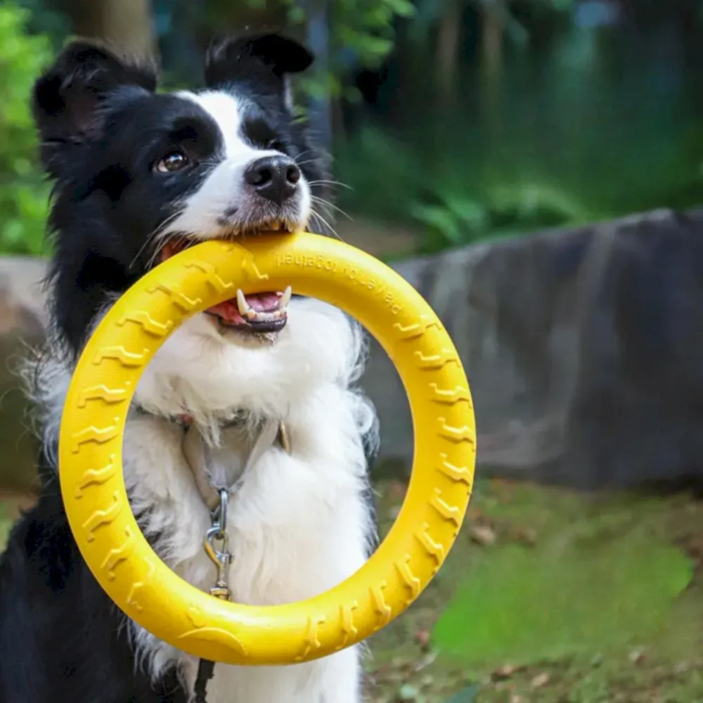 Dog Flying Disc Dog Flying Disc