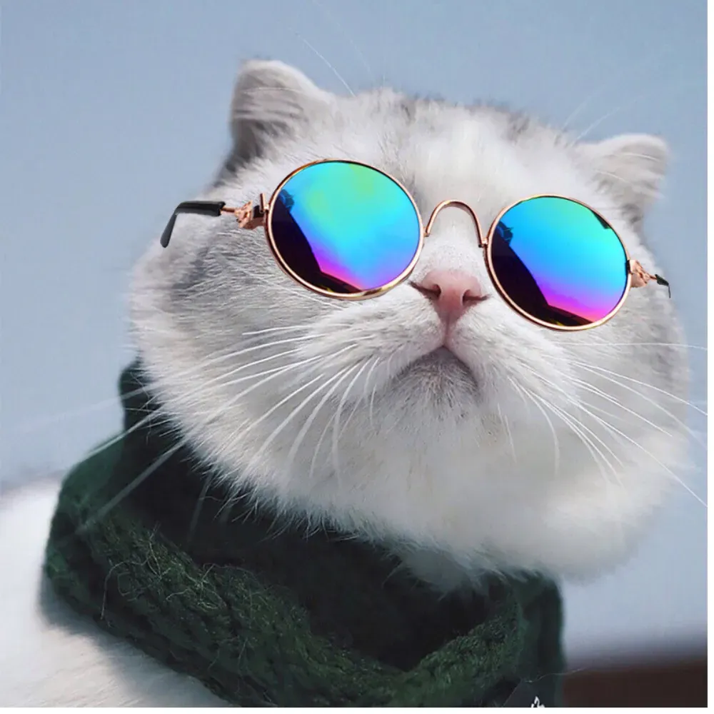 Cats Costumes Glasses