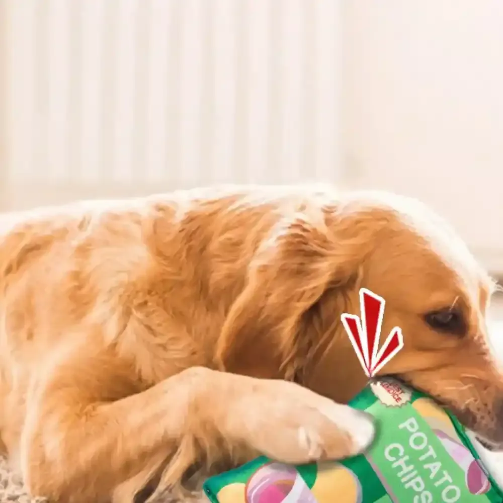 Plush Dog Toys Wholesalers