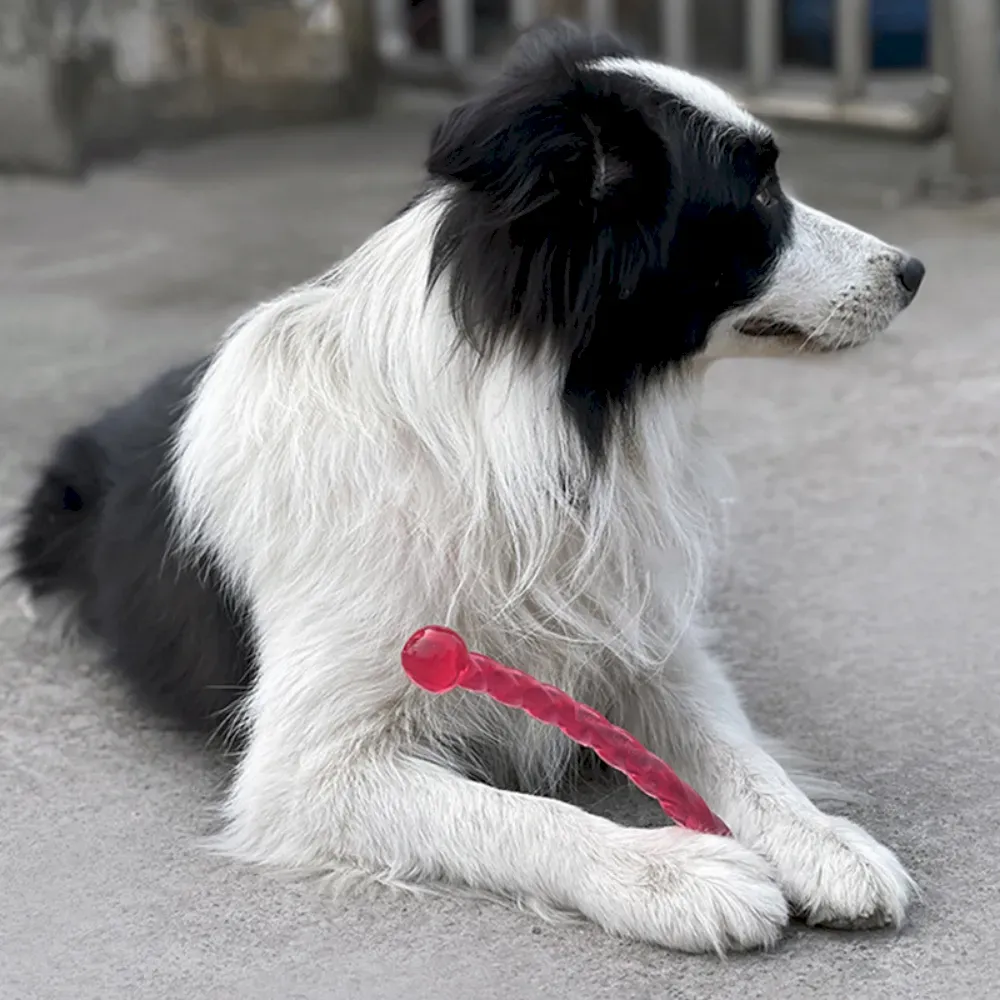 dog training chew toy