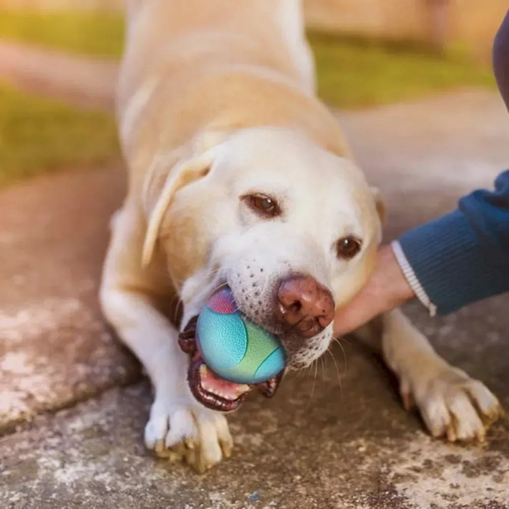 non-toxic chew toy