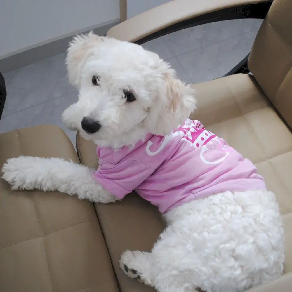 stylish pet clothing