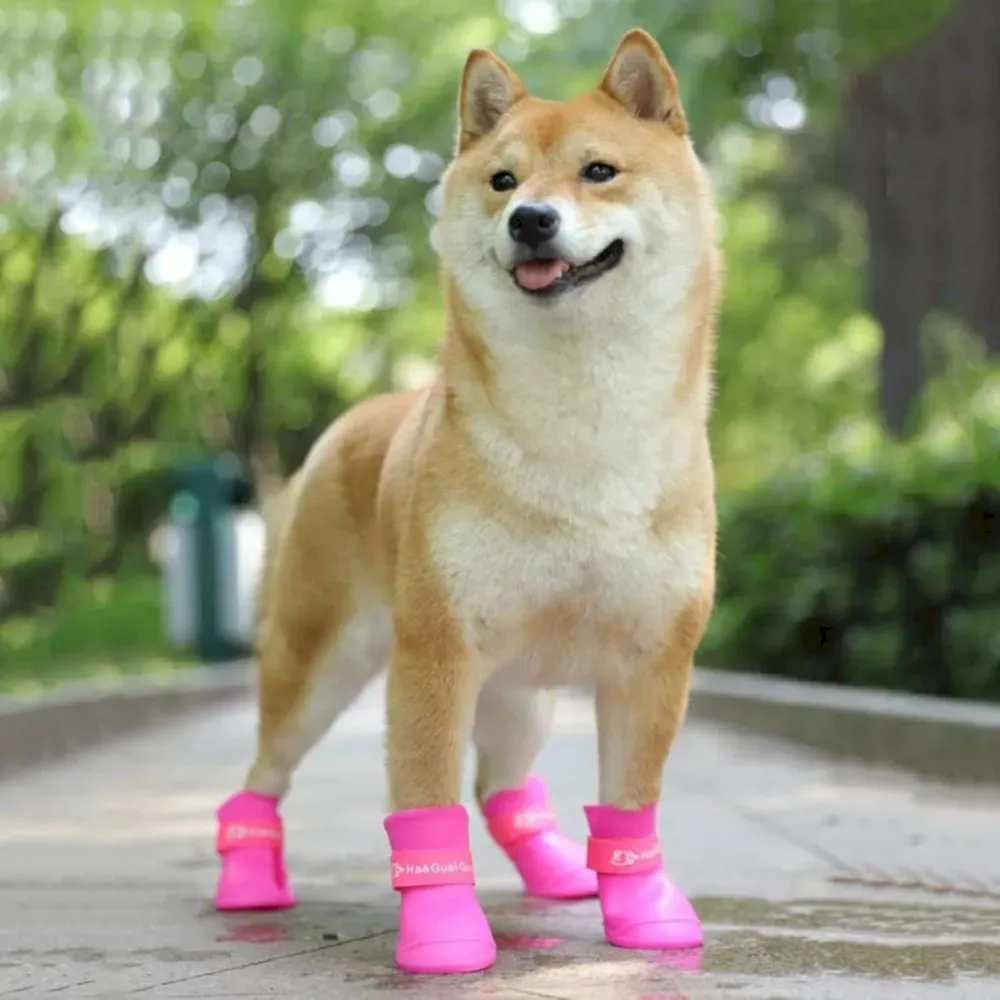 dogs rain boots bulk