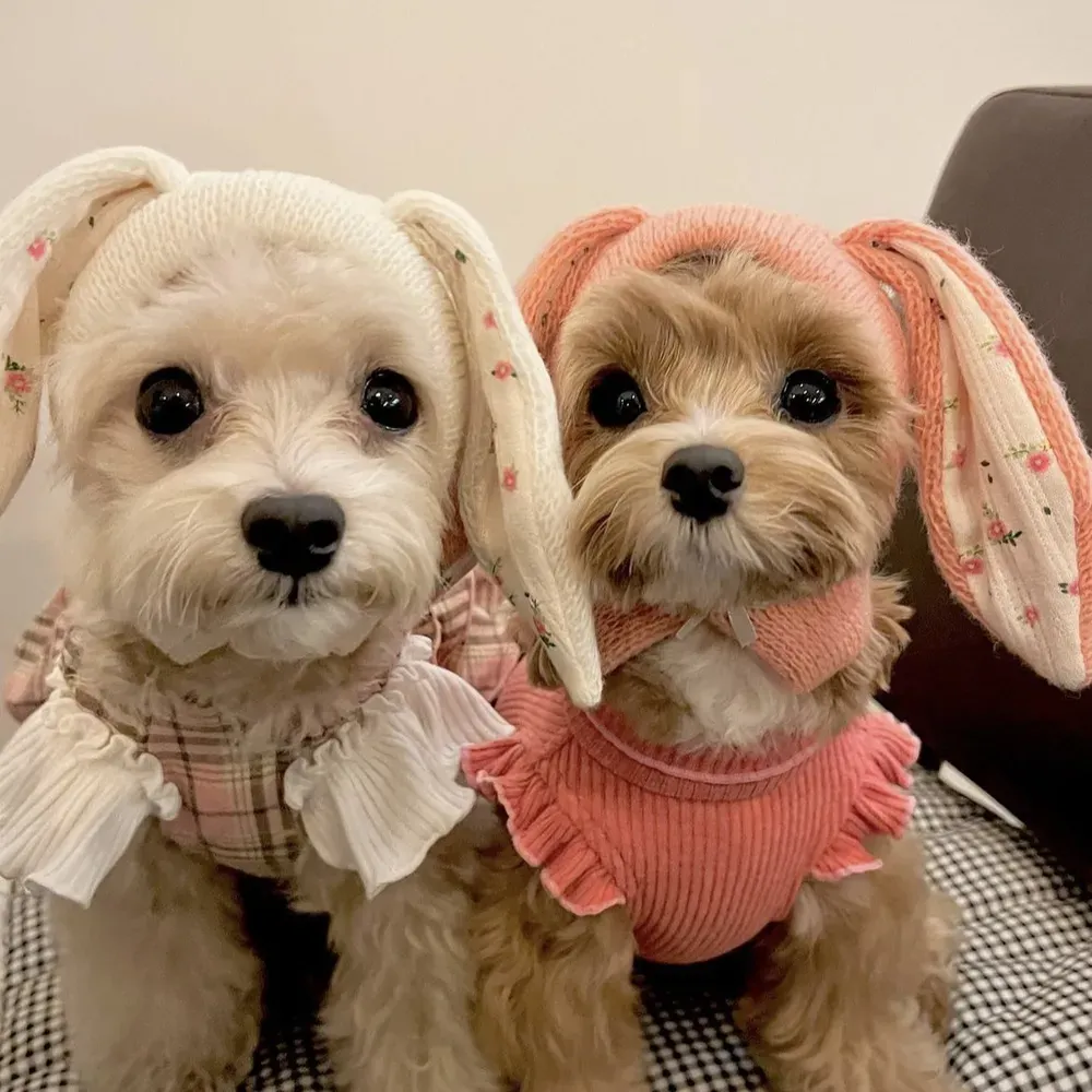 Stylish and Functional: Not only does this hat keep your pet warm, but it also serves as a fun and cute accessory, perfect for photoshoots, social media, or casual wear.