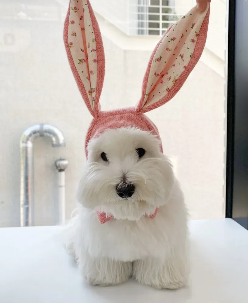 Knitted pet hat with bunny ears, soft cotton lining, perfect for chilly days.