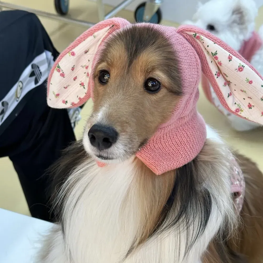 Easy to Wear: Simple to put on and take off, this hat is ideal for pets who enjoy wearing accessories.
